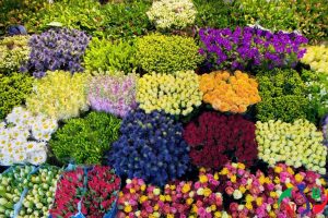 Lắp đặt Kho lạnh bảo quản hoa tươi chất lượng – Giá rẻ