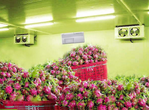 Lắp đặt kho lạnh bảo quản nông sản trái thanh long tại Hà Nội
