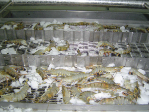 Kho lạnh bảo quản hải sản đạt tiêu chuẩn, giá rẻ