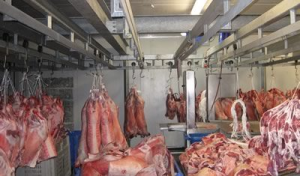 Lắp đặt kho lạnh bảo quản thịt lợn mùa tăng giá