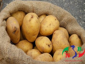 Nâng cao chất lượng nông sản với kho lạnh bảo quản khoai tây