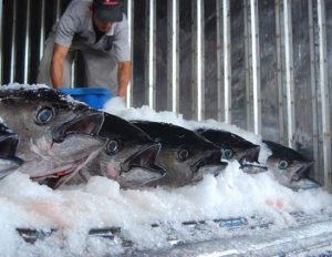 Tìm hiểu dịch vụ cung cấp hệ thống kho lạnh bảo quản cá